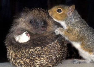 A squirrel attempts to eat an injured hedgehog's delicious brains